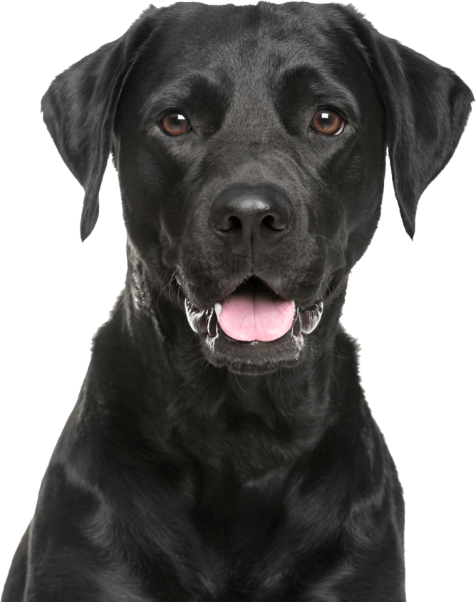 a black dog with its tongue out looking at the camera
