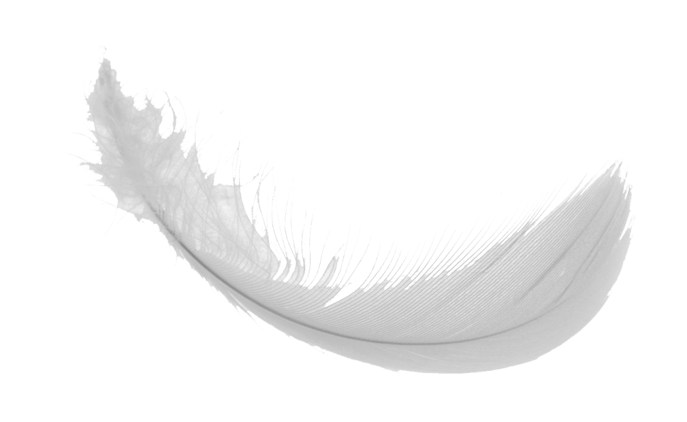 white feather on a white background