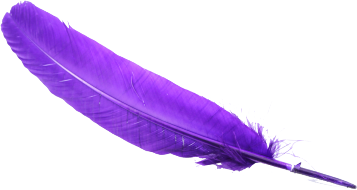 a purple feather on a white background