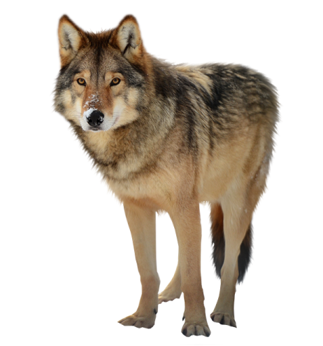 a wolf standing on a white background