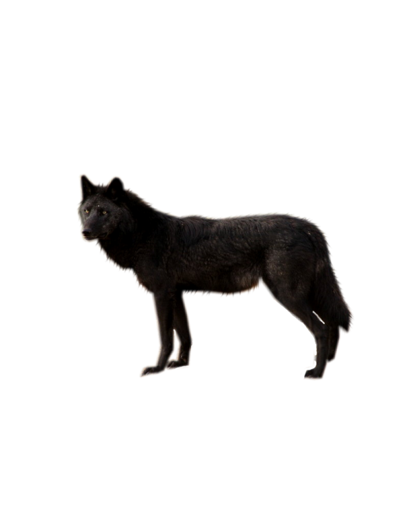 a black wolf on a white background