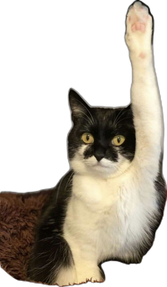 a black and white cat with its paw raised up