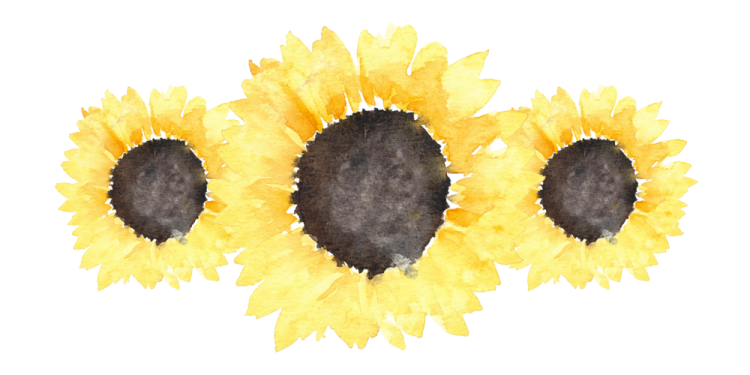three sunflowers painted in watercolor