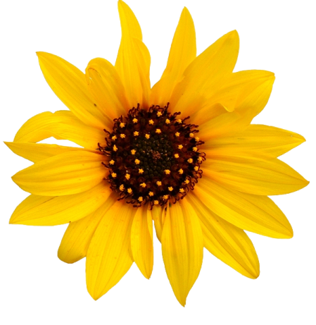 a yellow flower on a white background