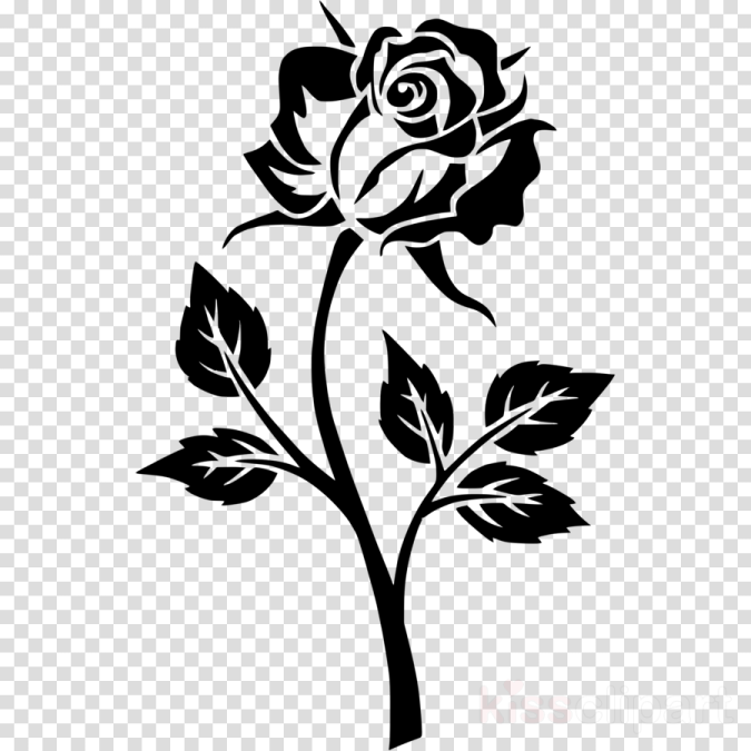 a black rose on a transparent background