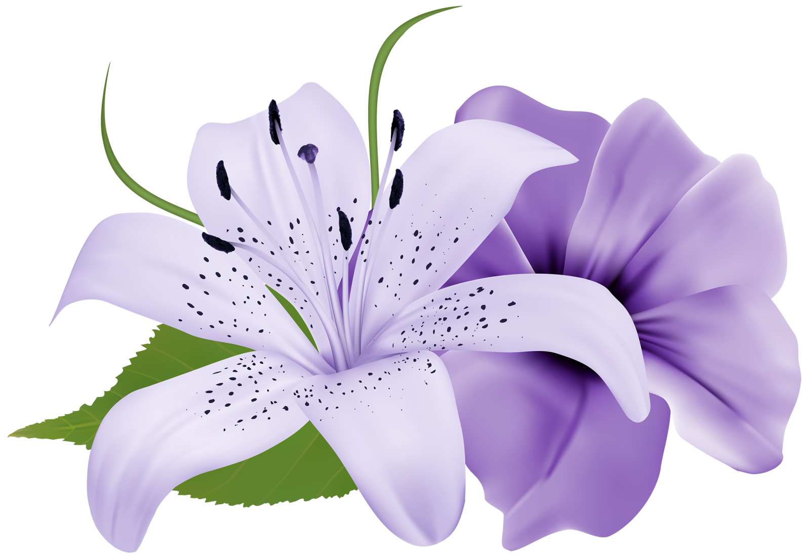 a white and purple flower with green leaves