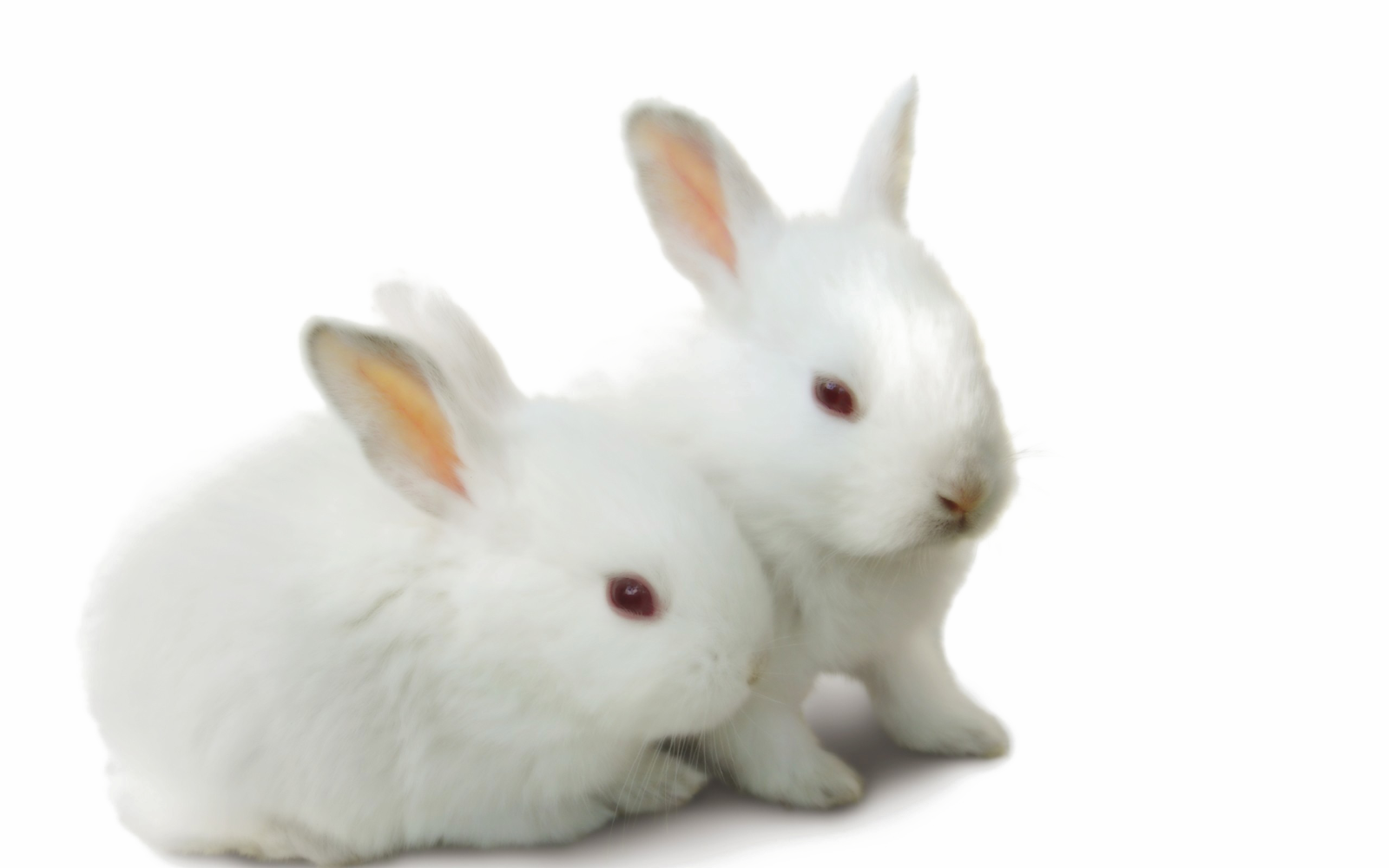 two white rabbits on a white background