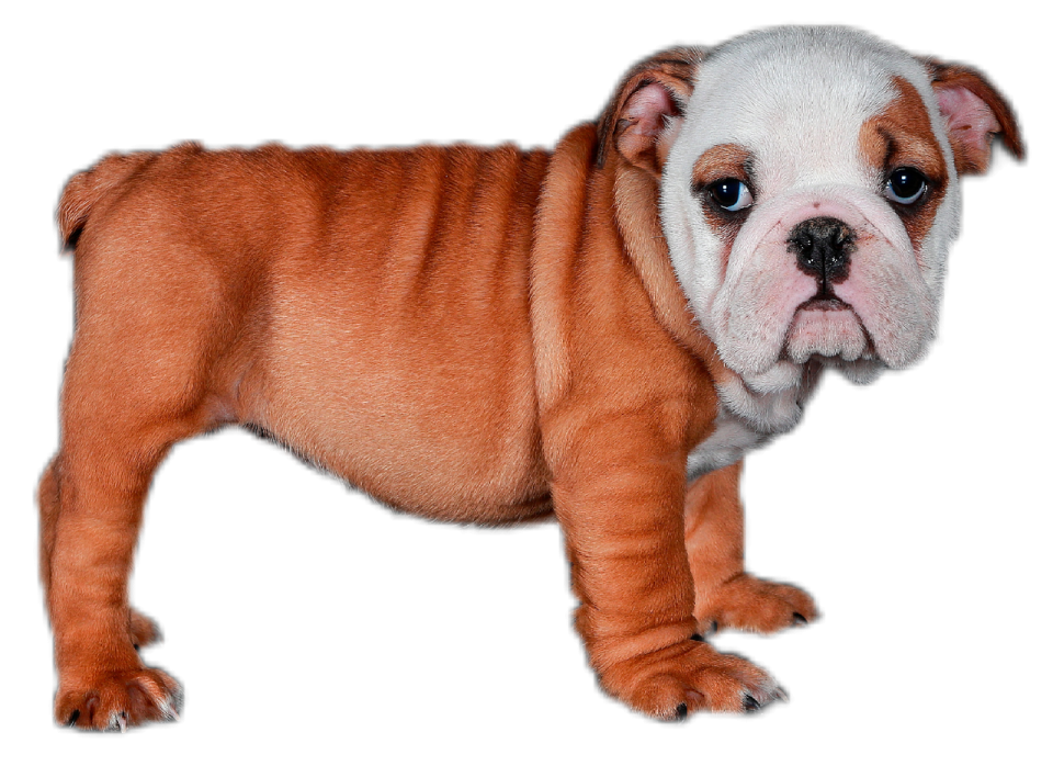 a small brown and white dog standing on a white surface