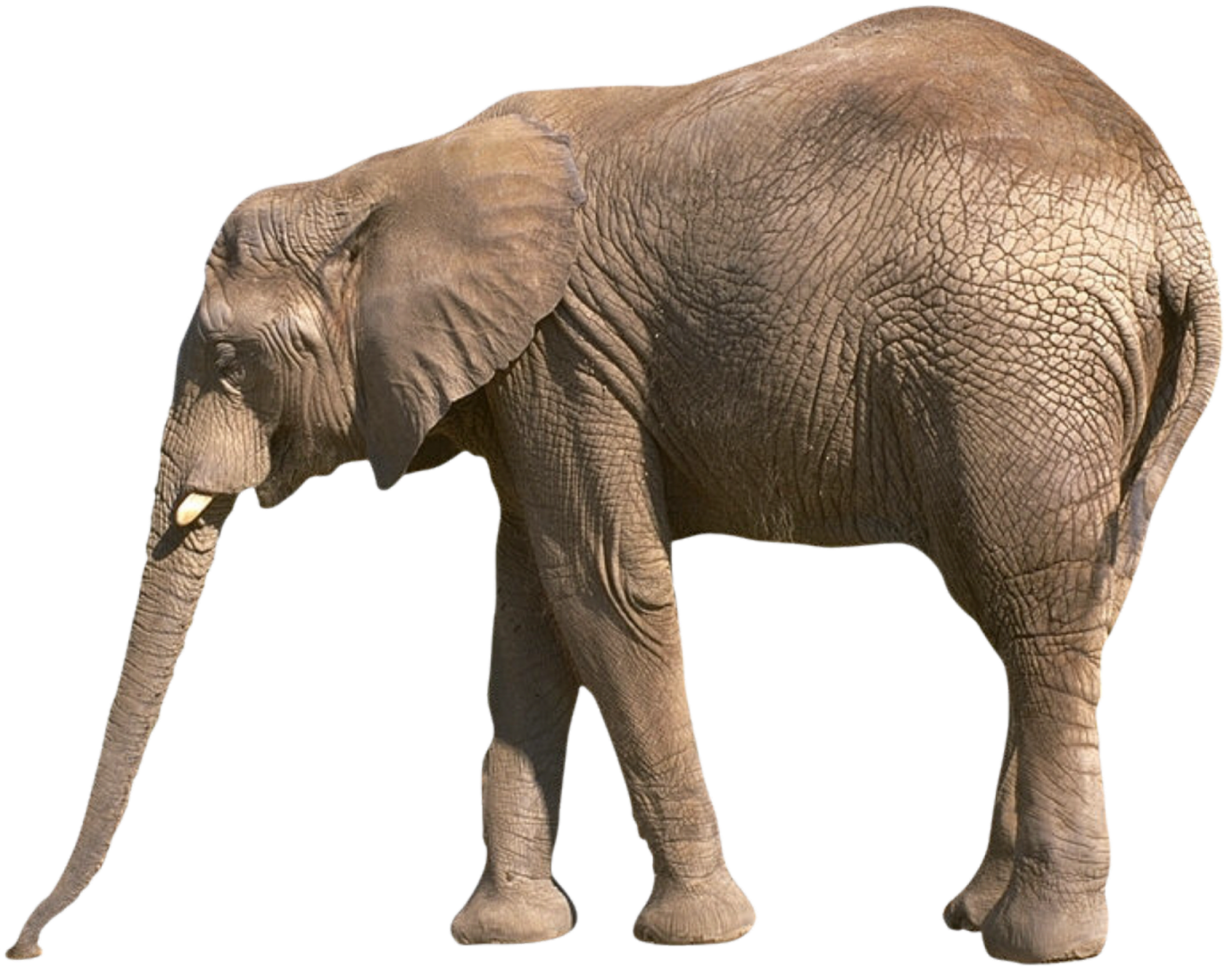 an elephant standing in front of a white background