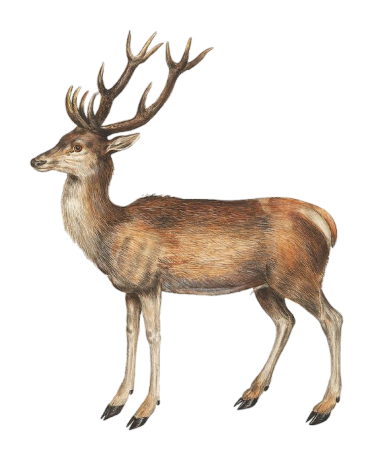 a drawing of a deer