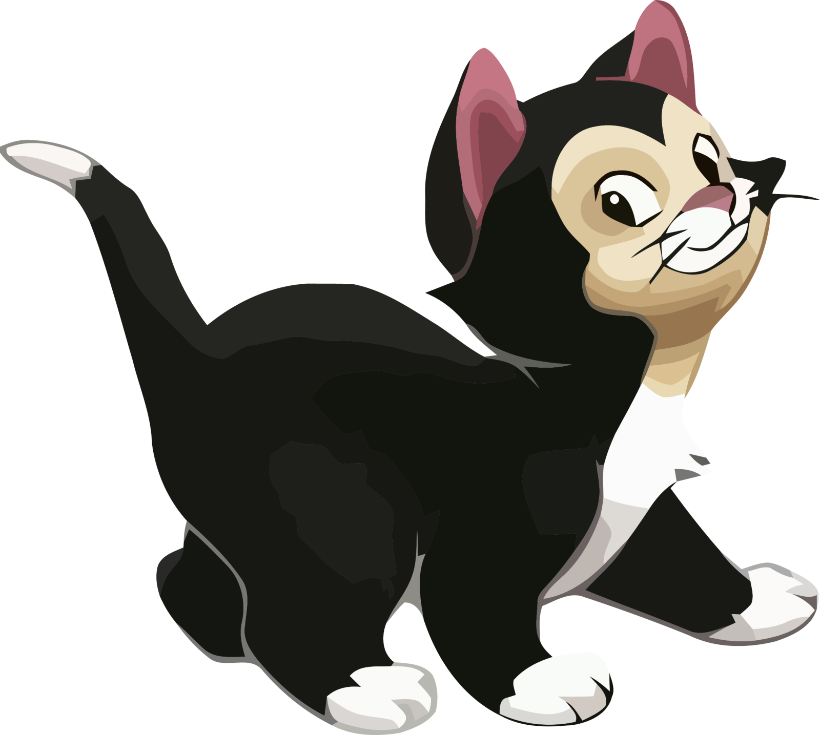 a black and white cat sitting on the ground