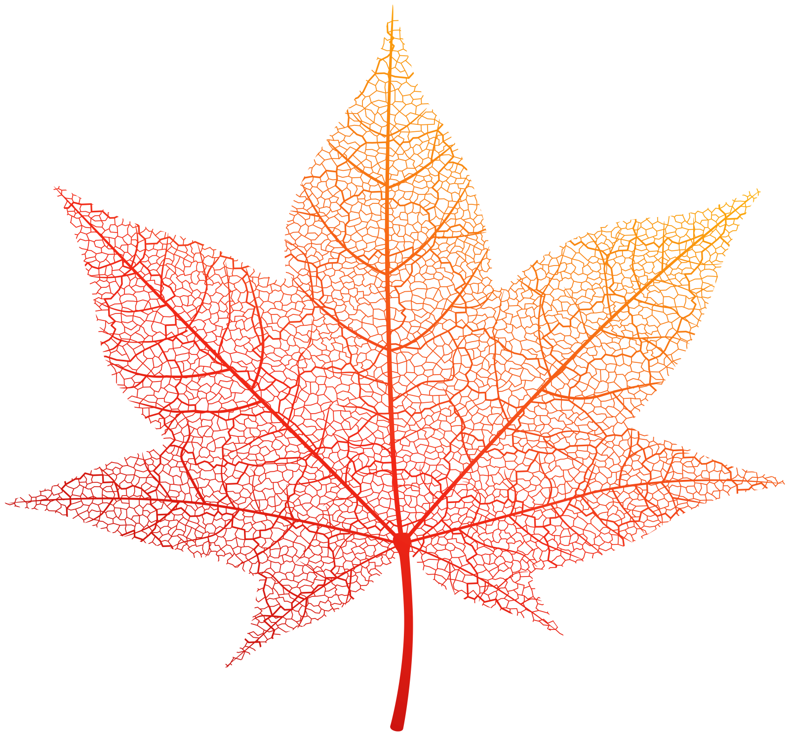 an image of a maple leaf