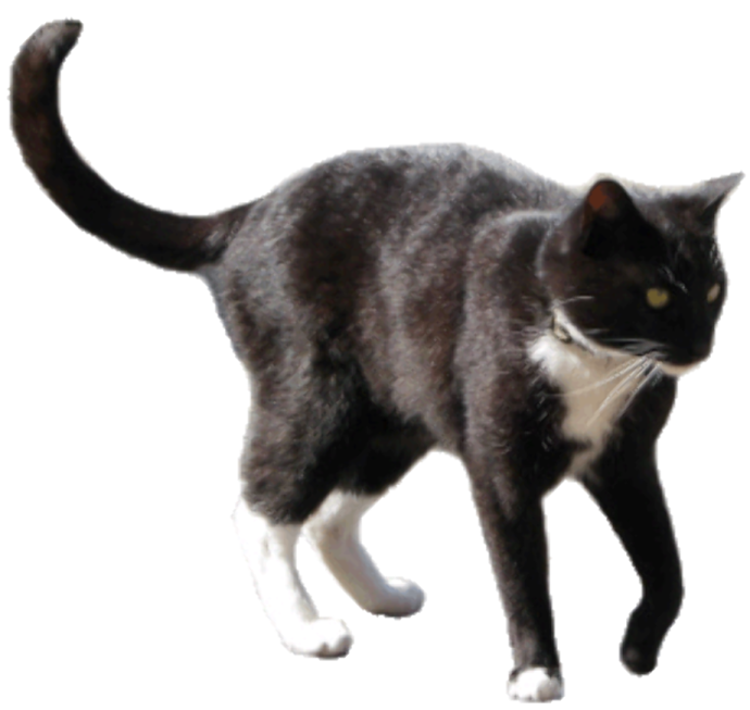 a black and white cat