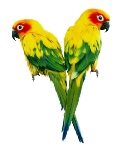 two parrots sitting on top of each other birds