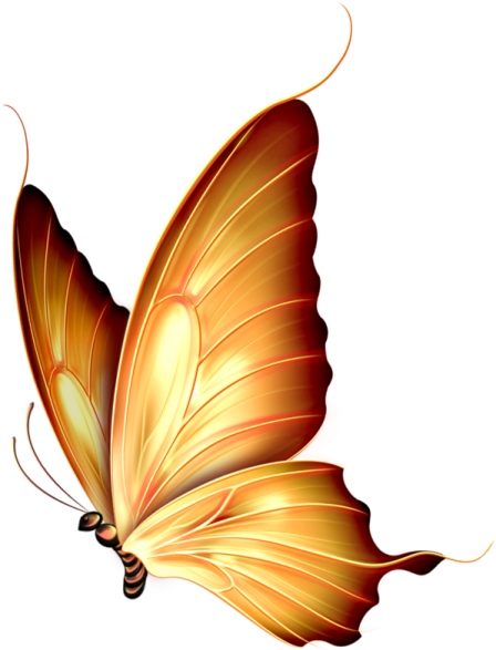 an orange butterfly on a white background