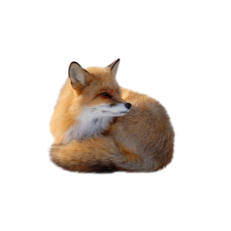 a red fox laying down on the ground