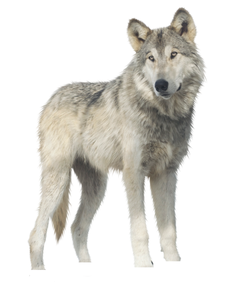 a wolf standing in front of a white background