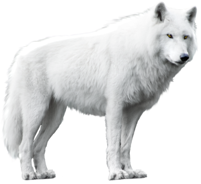 an illustration of a white wolf