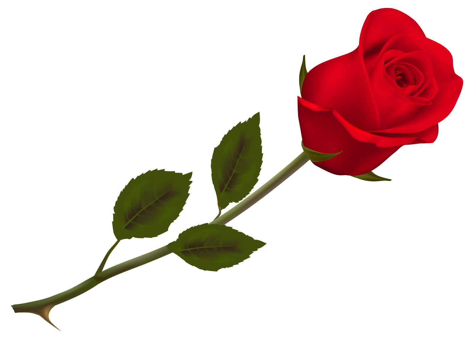 a single red rose on a white background