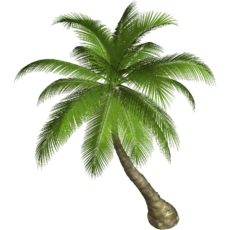 a palm tree on a white background