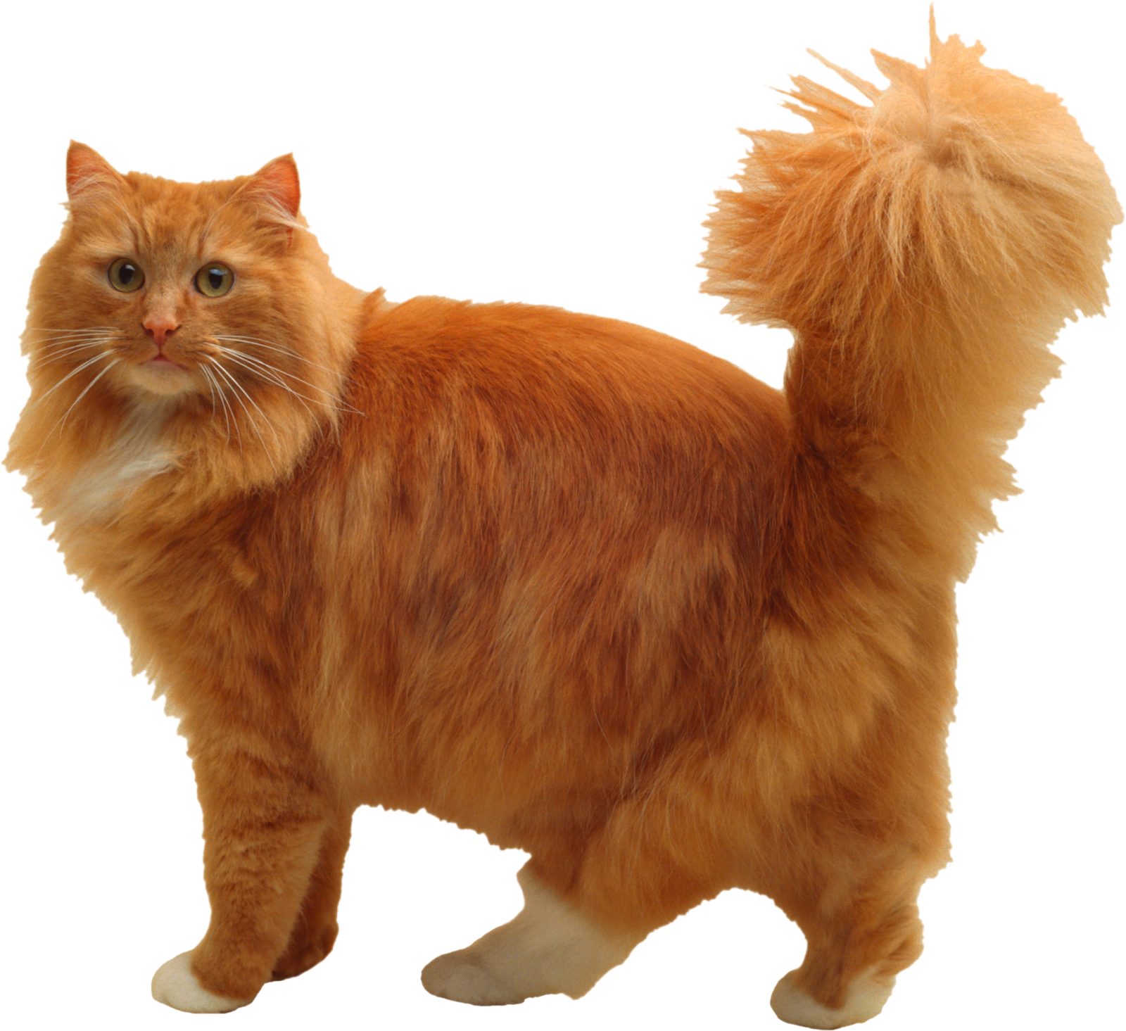 an orange cat standing on a white background