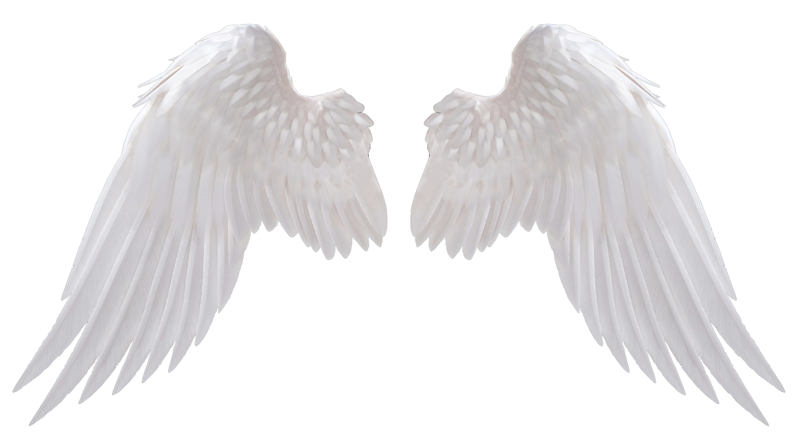 two white wings on a white background