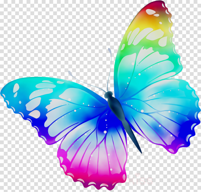 a colorful butterfly on a transparent background