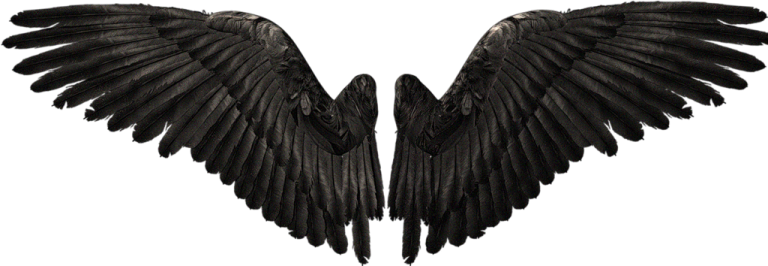 a pair of black wings