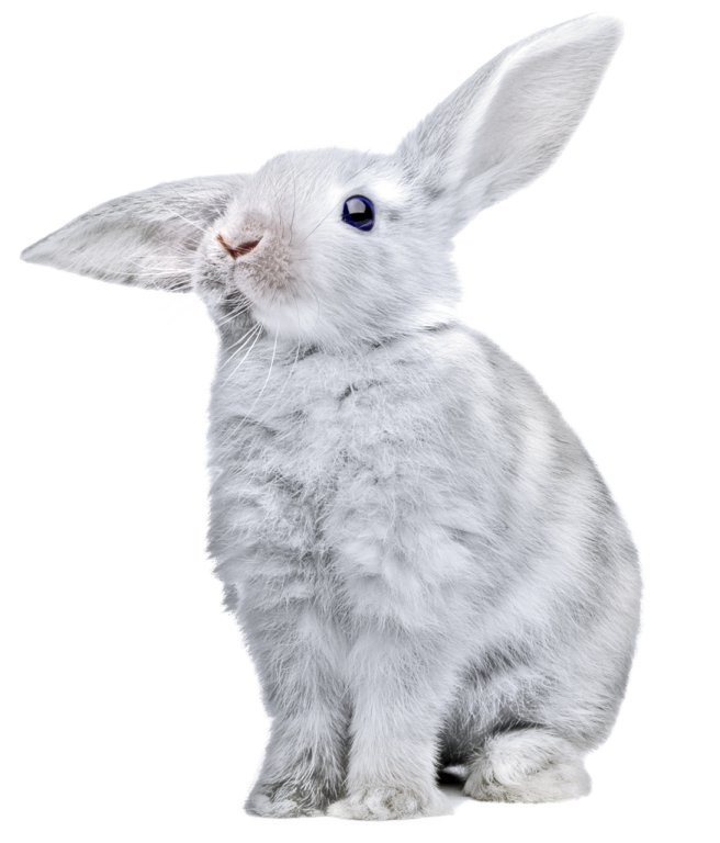 a white rabbit with blue eyes sitting down
