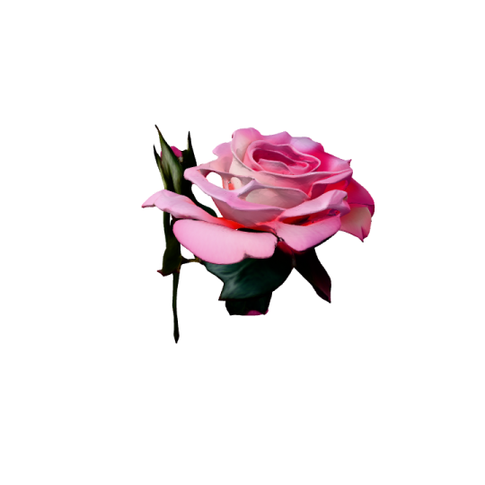 a pink rose on a white background