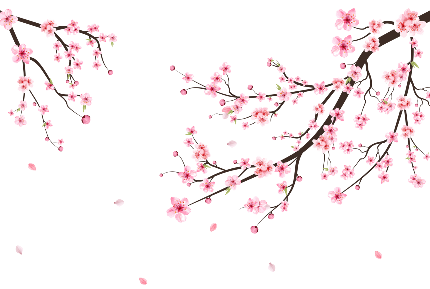 a branch with pink flowers on it