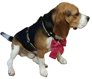 a small dog wearing a red bow tie