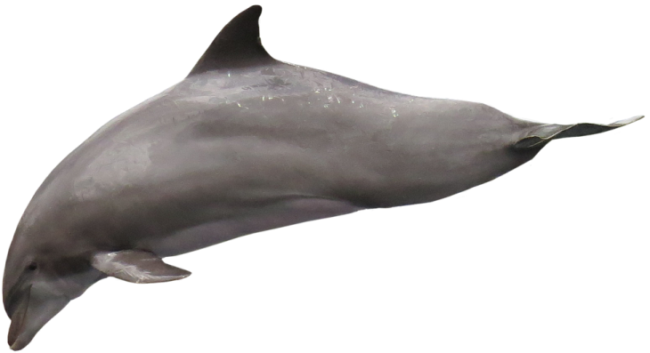 a dolphin jumping out of the water