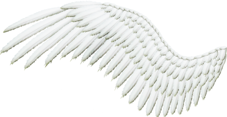 a white wing with long, curved wings