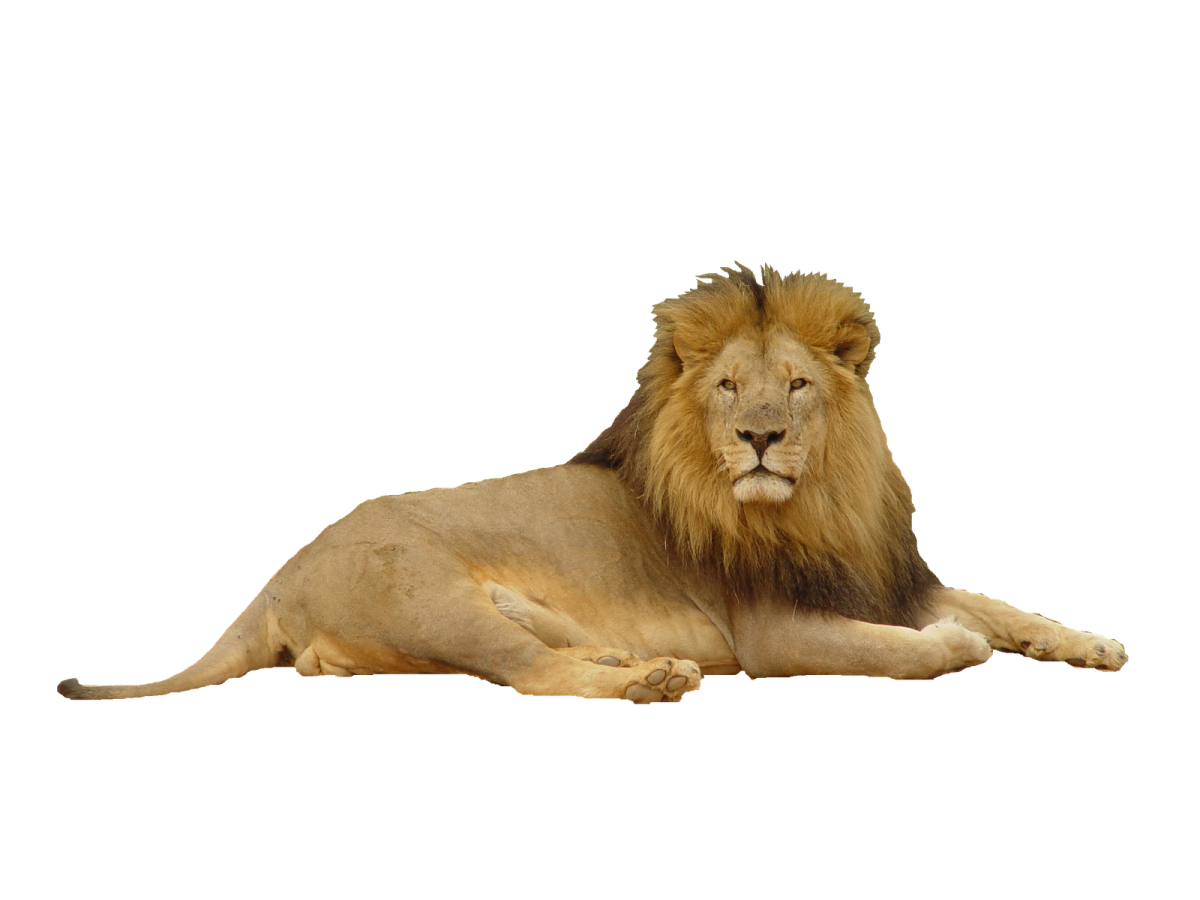 a lion laying down on the ground