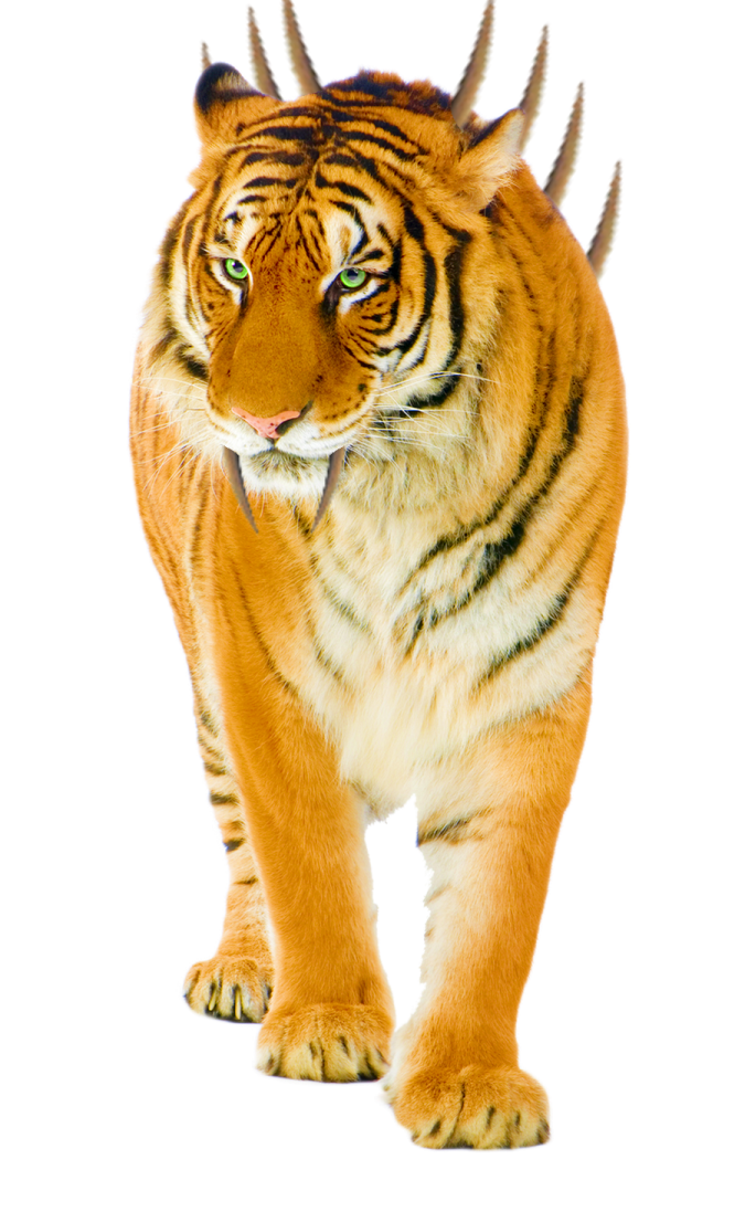 a tiger walking on a white background