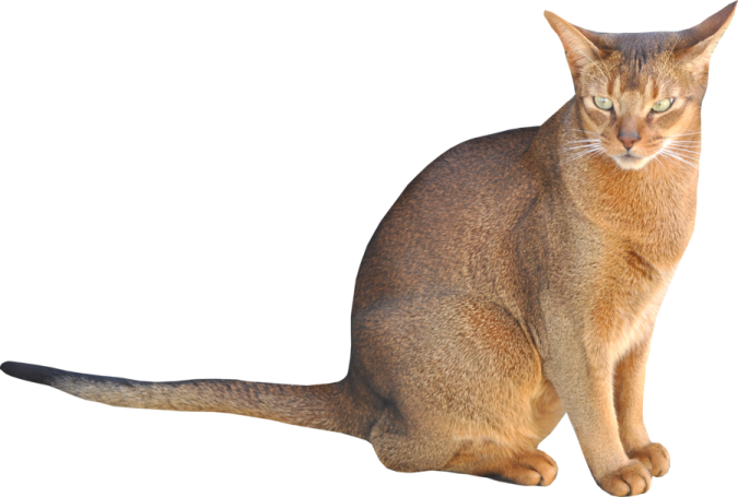 the cat is sitting