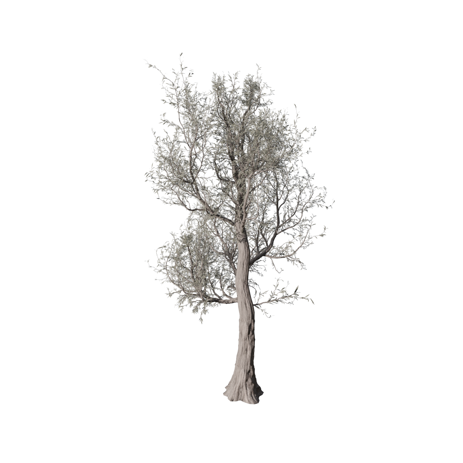 an olive tree on a white background