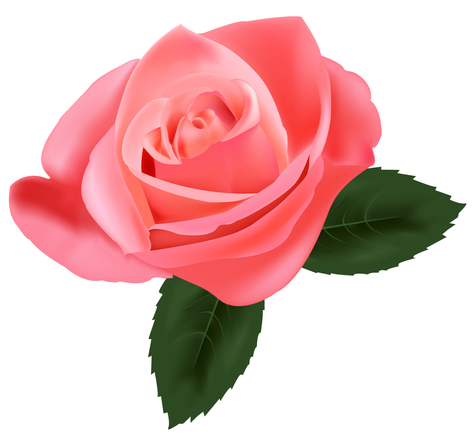 a pink rose on a white background