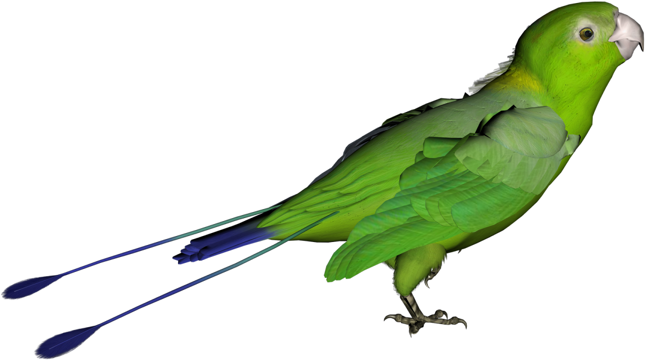 a green and blue parrot standing on a white background