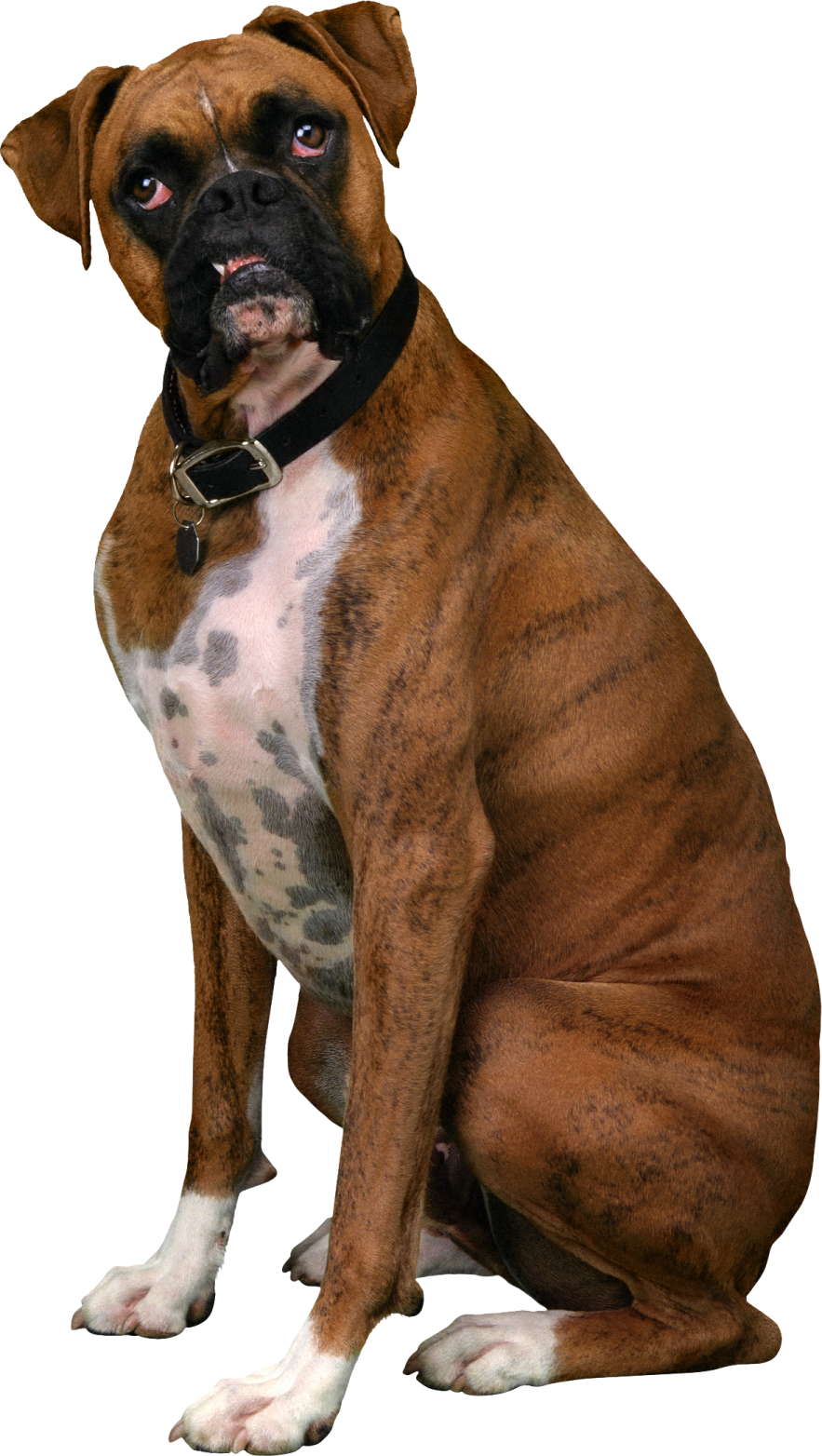 a brown and white dog sitting on the ground