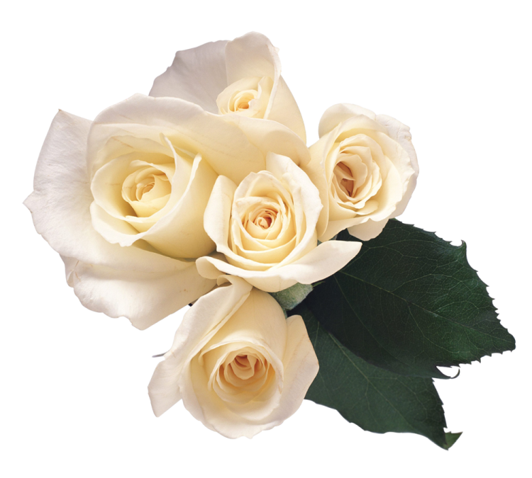 a bunch of white roses on a white background