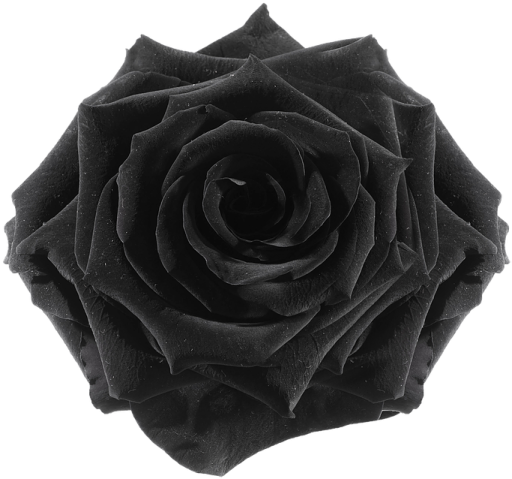 a black rose flower on a white background