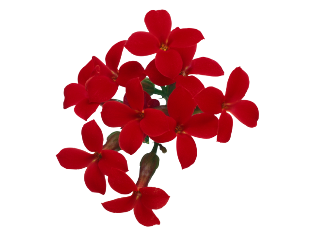 a red flower on a white background