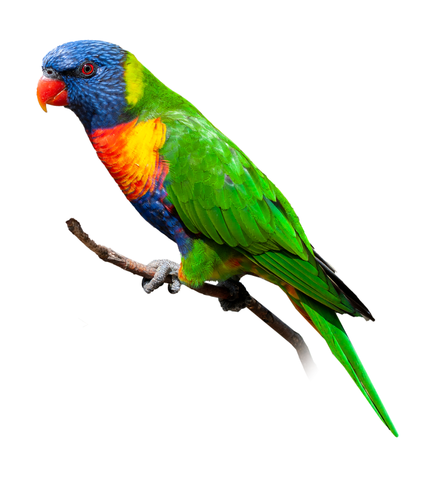 a colorful bird perched on a tree branch