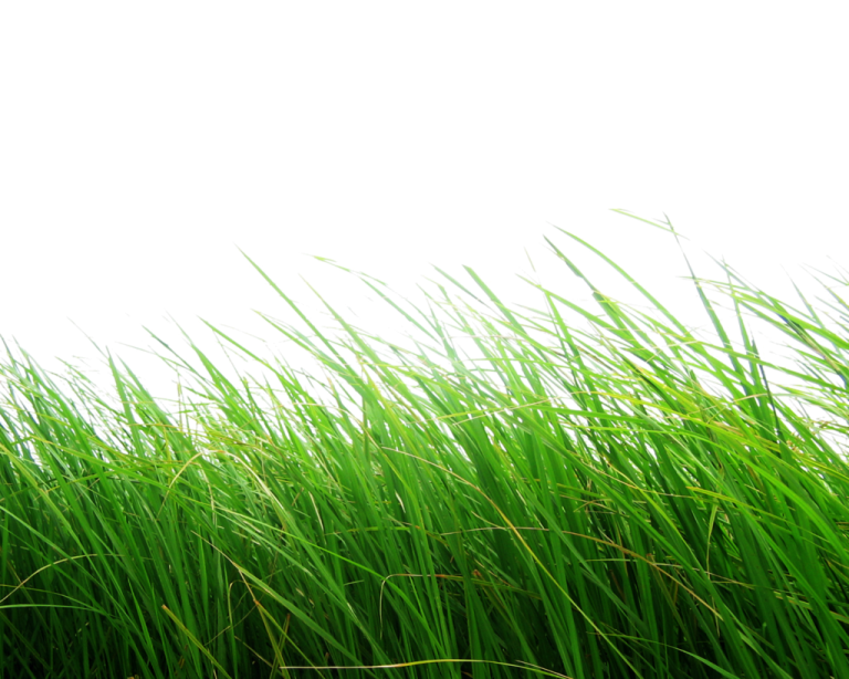 green grass on a white background