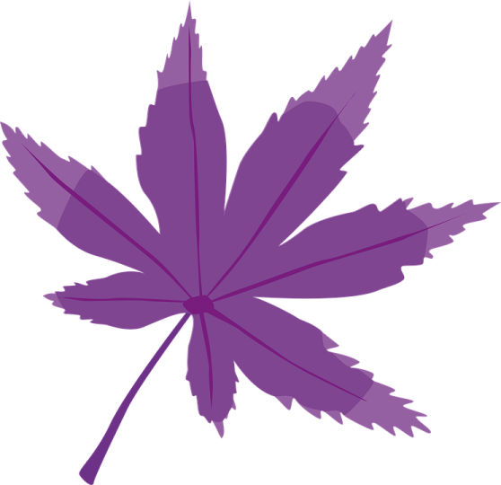 a purple maple leaf