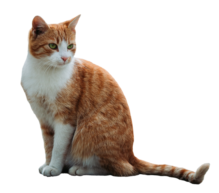 an orange and white cat sitting on the floor