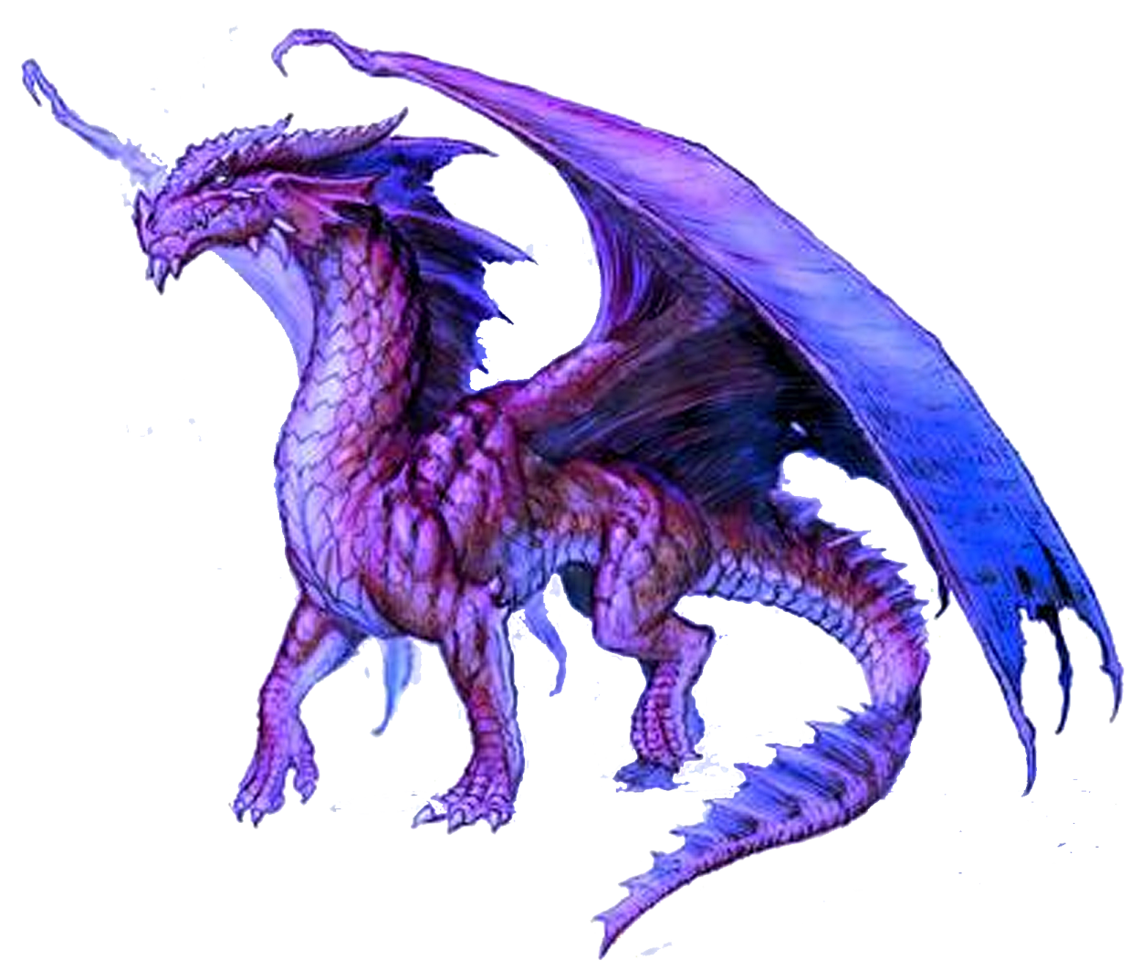 a drawing of a dragon on a white background