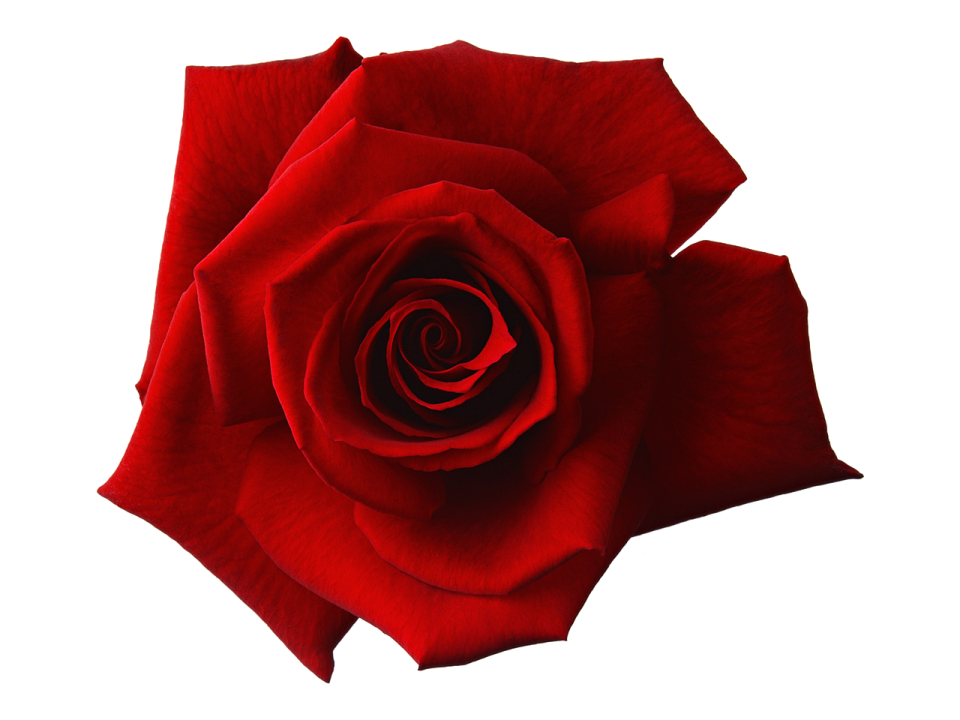 a red rose on a white background